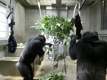 ちんぱんじーデッキ